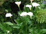 Tavi növények - Zantedeschia aethiopica fehér tölcsérvirág